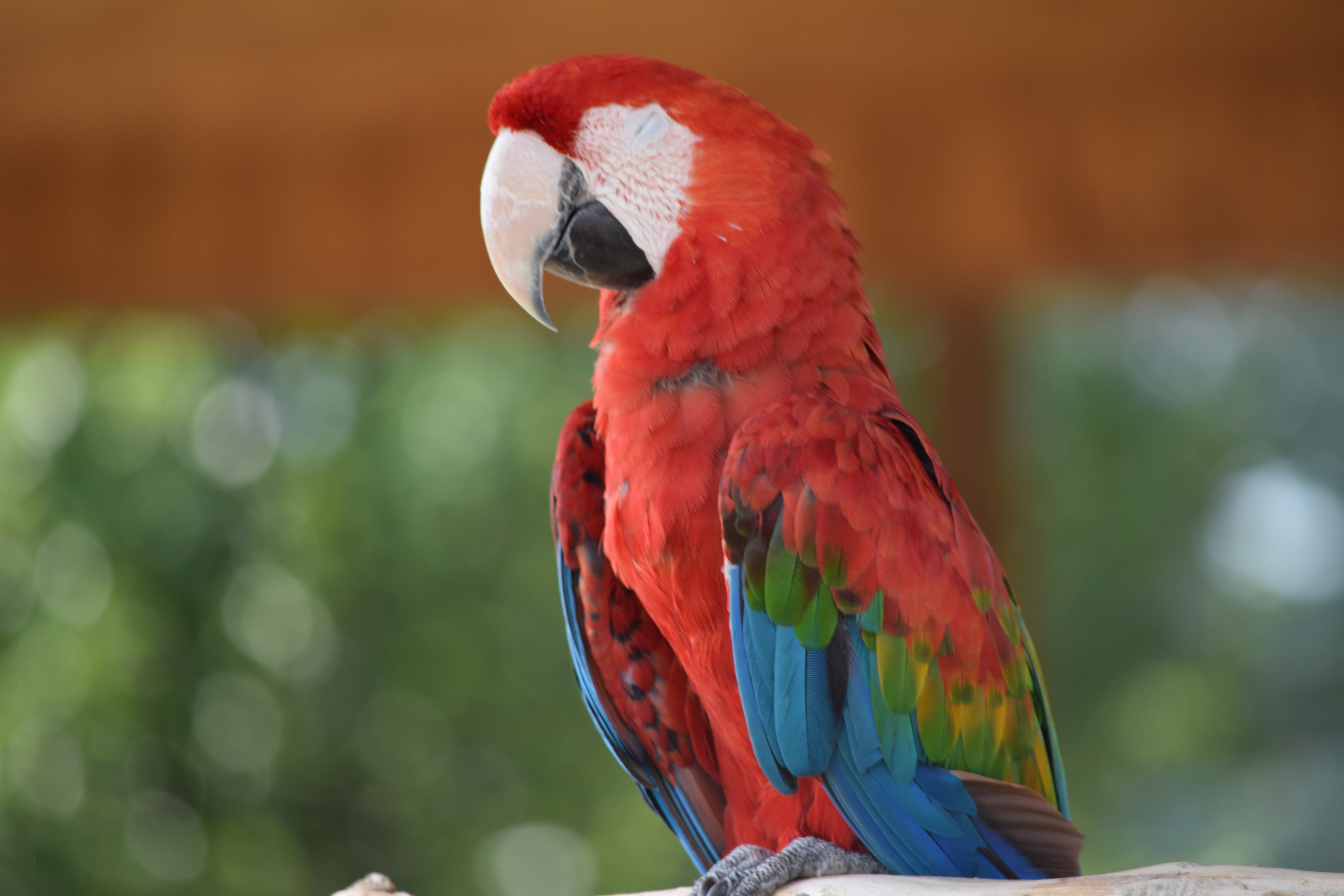 Red Macaw Florida Dancing Birds 