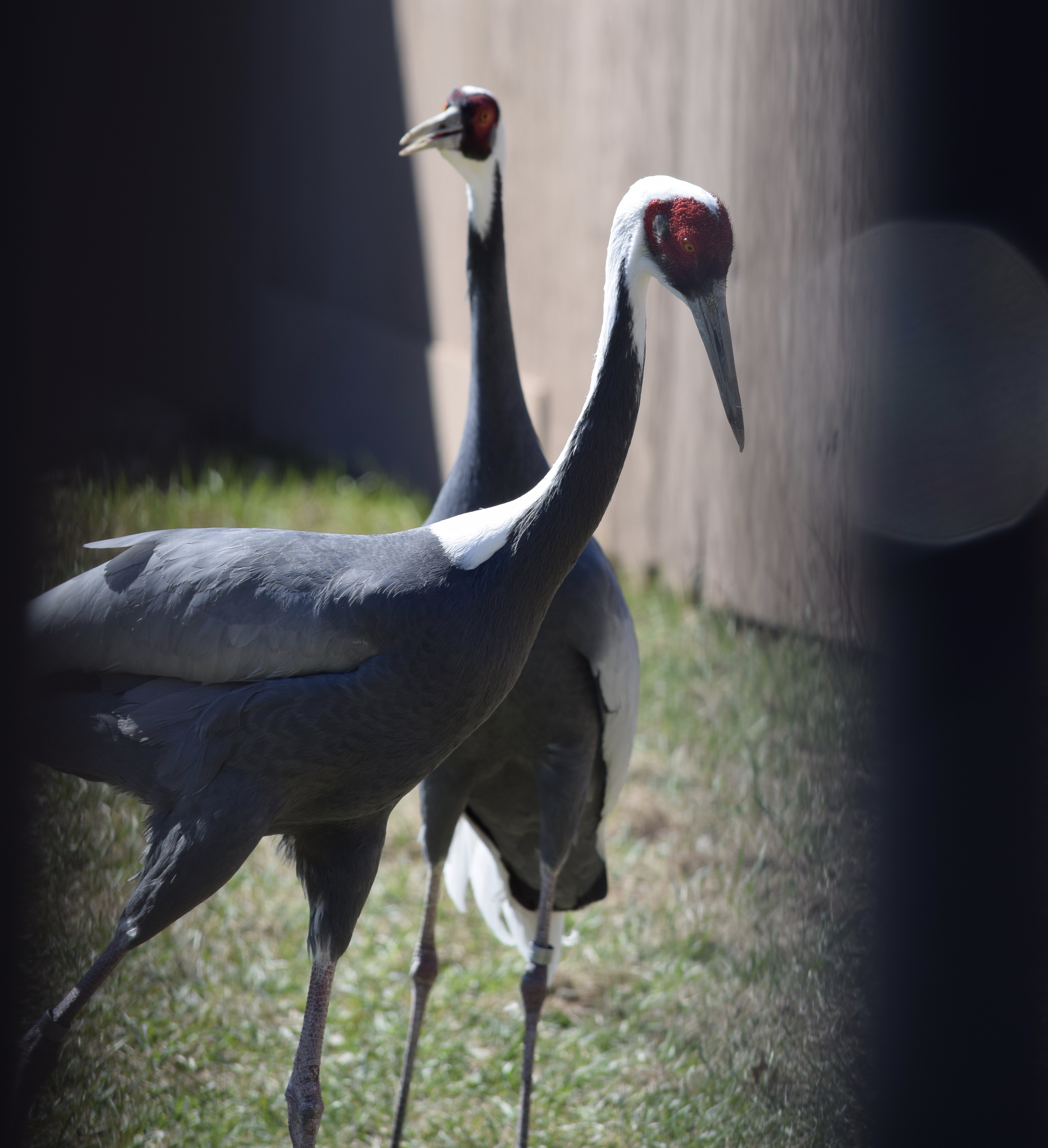 Florida Dancing Birds - eh2yjje